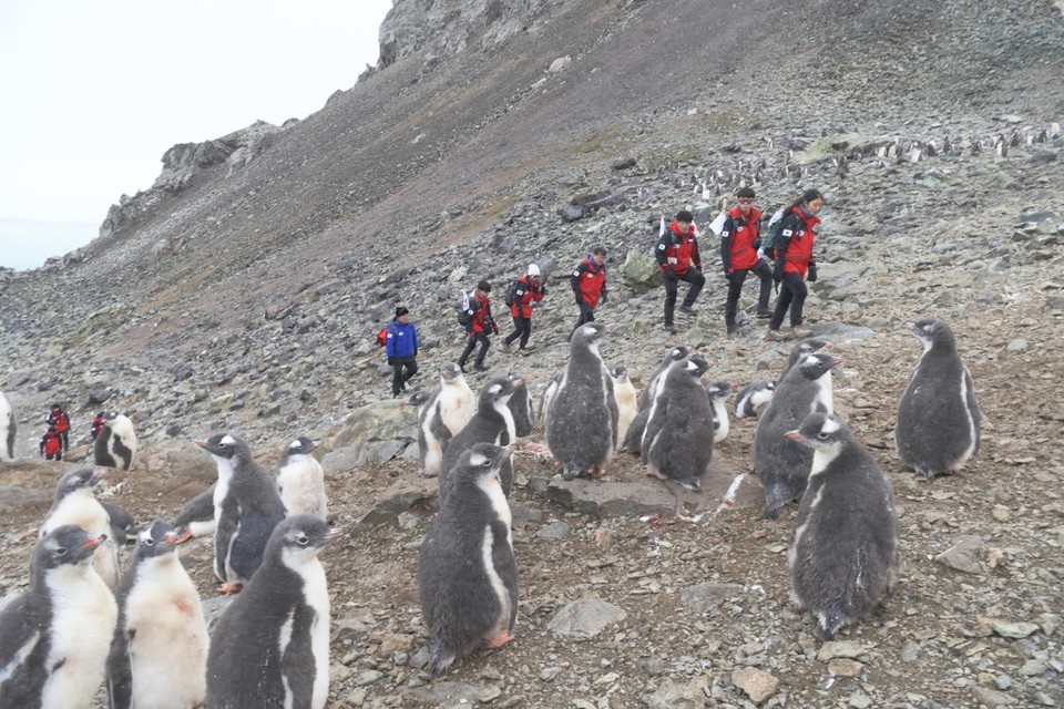 남극세종과학기지 남쪽 2KM 지점에 위치한 펭귄마을을 찾은 체험탐험대원들이 펭귄마을 언덕을 오르고 있다. [사진=부산시제공]