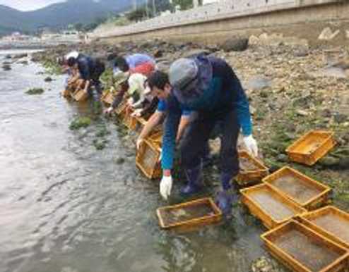 갯지렁이 방류 현장