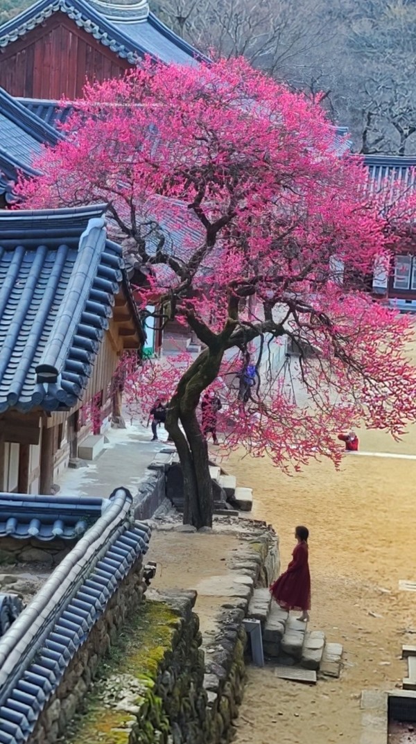 구례 화엄사 홍매화