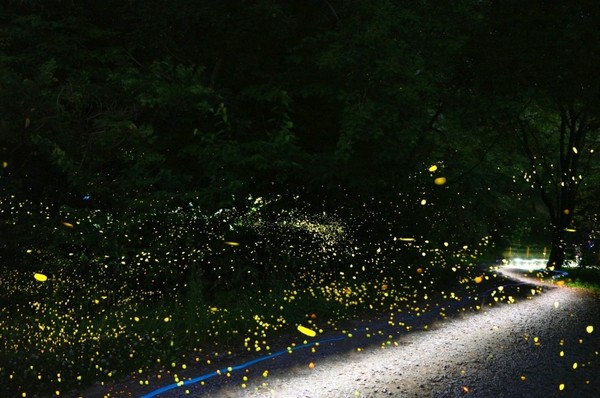 아산 저수지 반딧불이