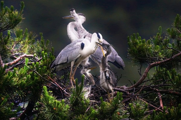 순창 왜가리 백로