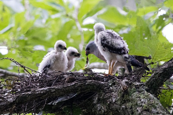 홍천 붉은배새매