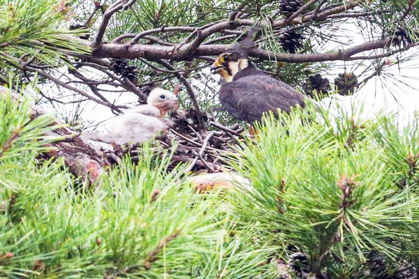 인천 미추홀 새호리기