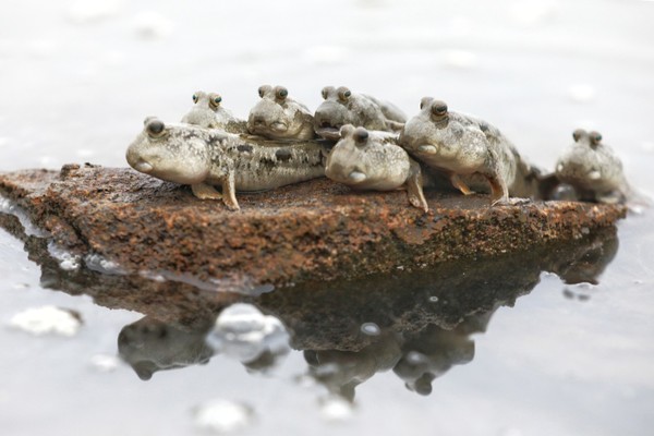 일곱 망둥어 모습