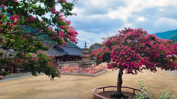 밀양  표충사 배롱나무