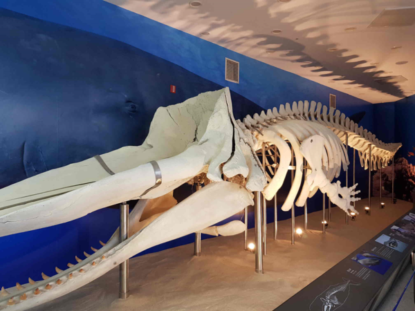 강화 자연사박물관 로비 향유고래 뼈 모형