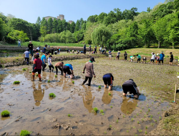 인천대공원사업소가 지난해 공원 습지원에서 ‘반디논 전통 모내기 한마당’행사를 진행하고 있다.(사진=인천시)