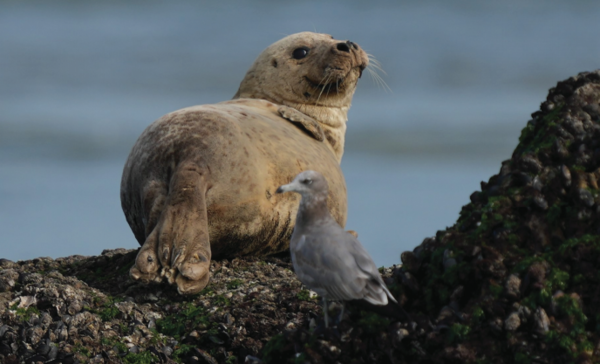 백령도 점박이물범