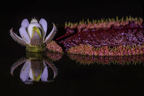 시흥 관곡지 연꽃 