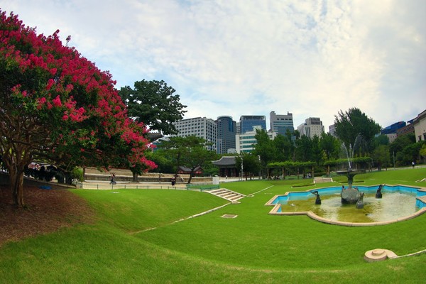 덕수궁내 베롱나무