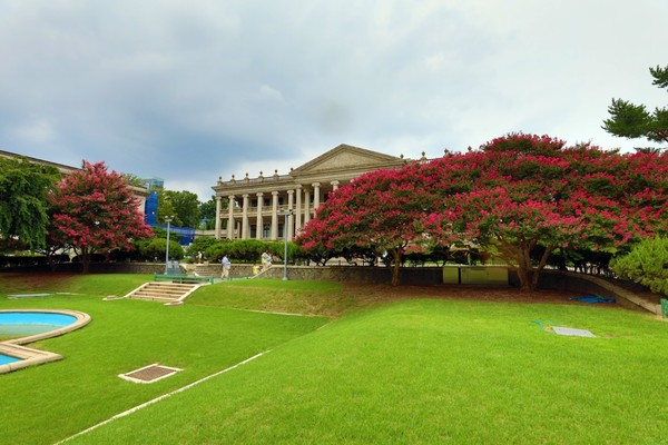 덕수궁내 베롱나무