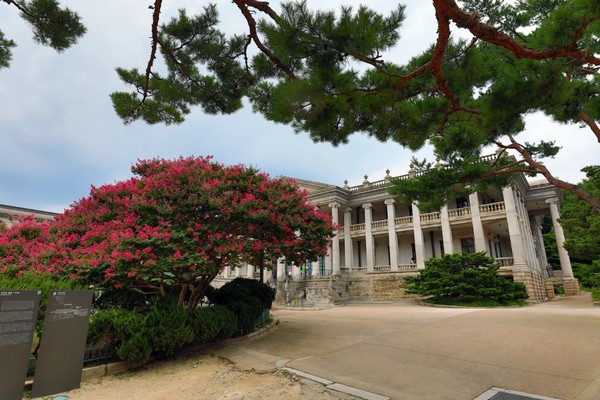 덕수궁내 베롱나무