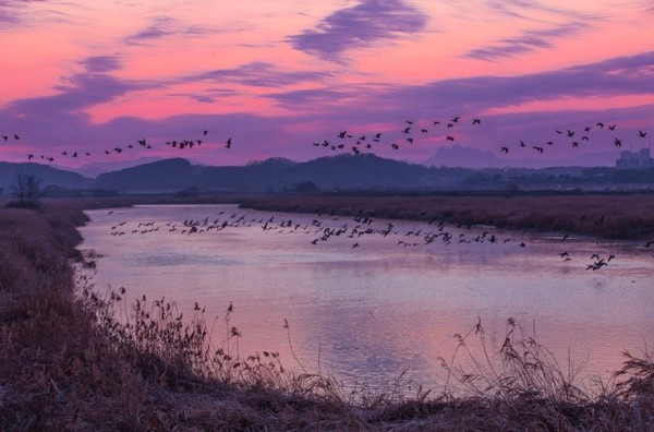 파주 공릉천 철새의 비상과 여명