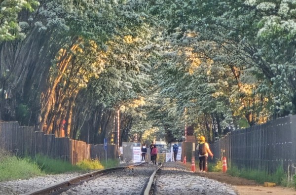 전주 이팝나무철길