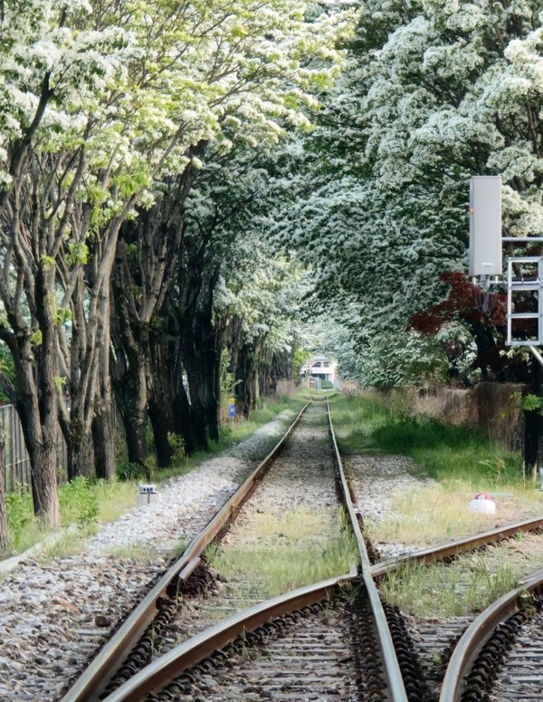 전주 이팝나무철길