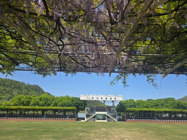  무주 등나무운동장