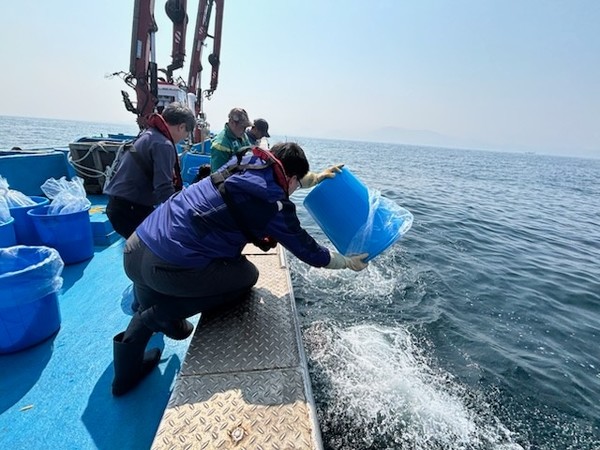 부화자어 600만 마리를 고성군 거진·공현진 해역에 무상 방류하고 있다.(사진=강원특별자치도 제공)